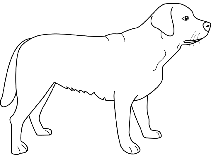 Malvorlage: Hund (Tiere) #43 - Kostenlose Malvorlagen zum Ausdrucken