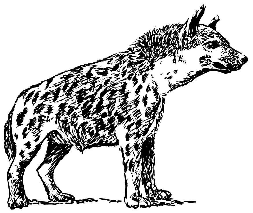 Malvorlage: Hyäne (Tiere) #19637 - Kostenlose Malvorlagen zum Ausdrucken