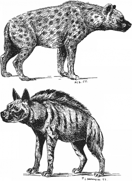 Malvorlage: Hyäne (Tiere) #19641 - Kostenlose Malvorlagen zum Ausdrucken