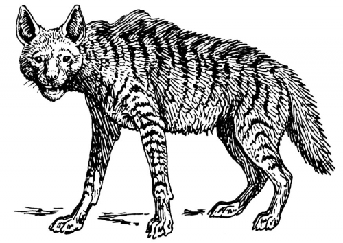 Malvorlage: Hyäne (Tiere) #19644 - Kostenlose Malvorlagen zum Ausdrucken