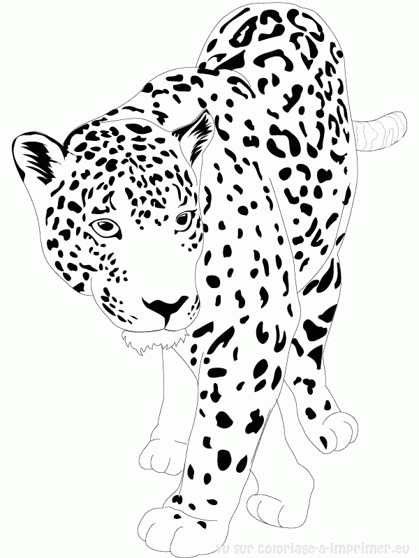 Malvorlage: Jaguar (Tiere) #9002 - Kostenlose Malvorlagen zum Ausdrucken