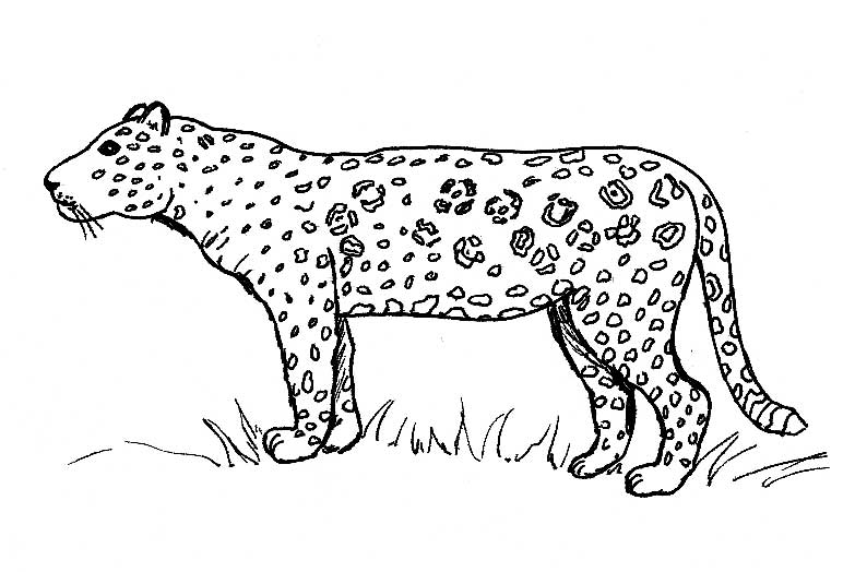 Malvorlage: Jaguar (Tiere) #9010 - Kostenlose Malvorlagen zum Ausdrucken