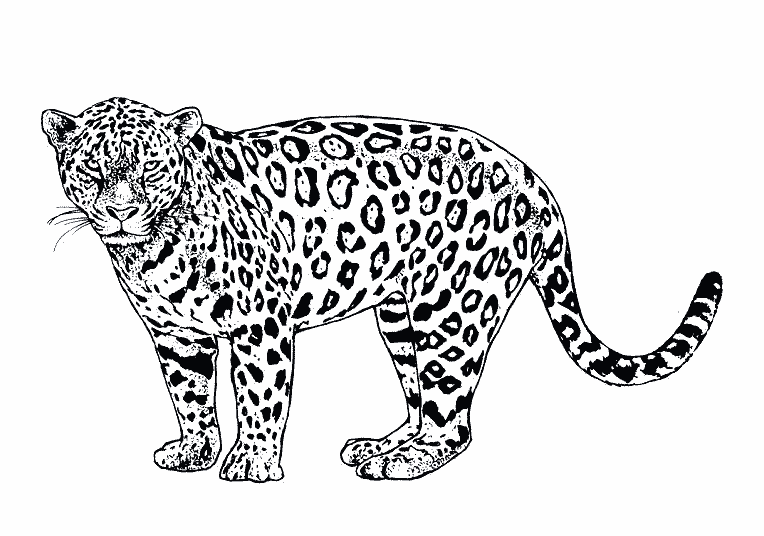 Malvorlage: Jaguar (Tiere) #9025 - Kostenlose Malvorlagen zum Ausdrucken