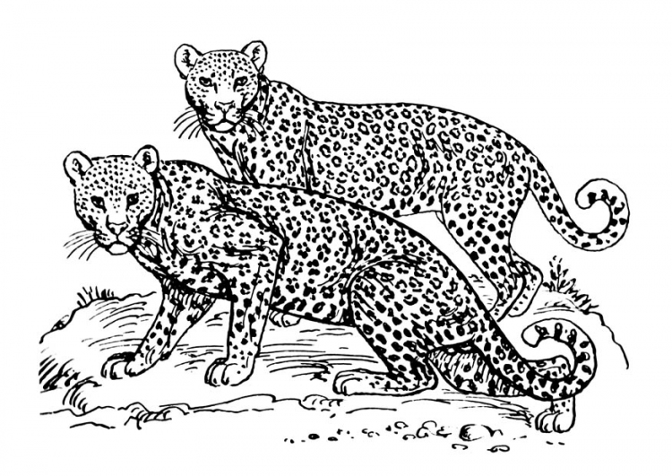 Malvorlage: Jaguar (Tiere) #9031 - Kostenlose Malvorlagen zum Ausdrucken
