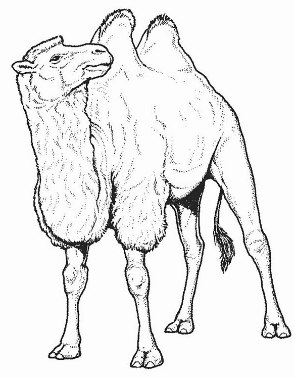 Malvorlage: Kamel (Tiere) #1665 - Kostenlose Malvorlagen zum Ausdrucken