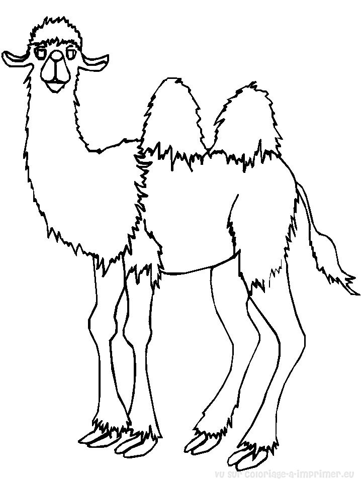 Malvorlage: Kamel (Tiere) #1667 - Kostenlose Malvorlagen zum Ausdrucken