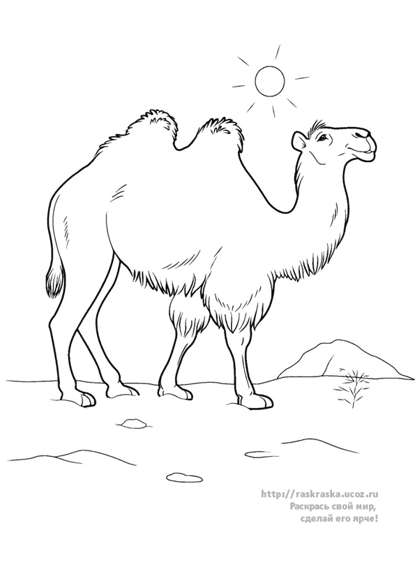 Malvorlage: Kamel (Tiere) #1686 - Kostenlose Malvorlagen zum Ausdrucken