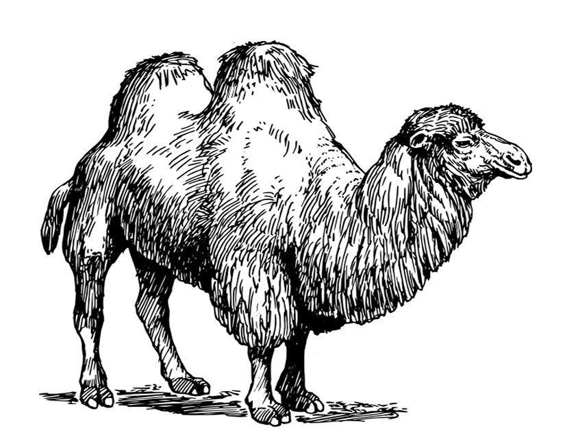 Malvorlage: Kamel (Tiere) #1702 - Kostenlose Malvorlagen zum Ausdrucken