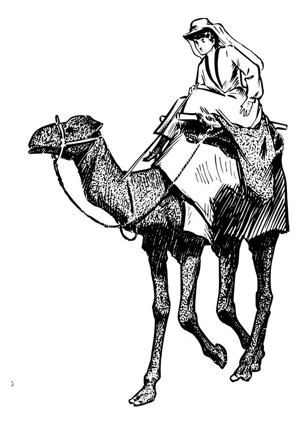 Malvorlage: Kamel (Tiere) #1705 - Kostenlose Malvorlagen zum Ausdrucken