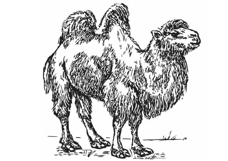 Malvorlage: Kamel (Tiere) #1707 - Kostenlose Malvorlagen zum Ausdrucken
