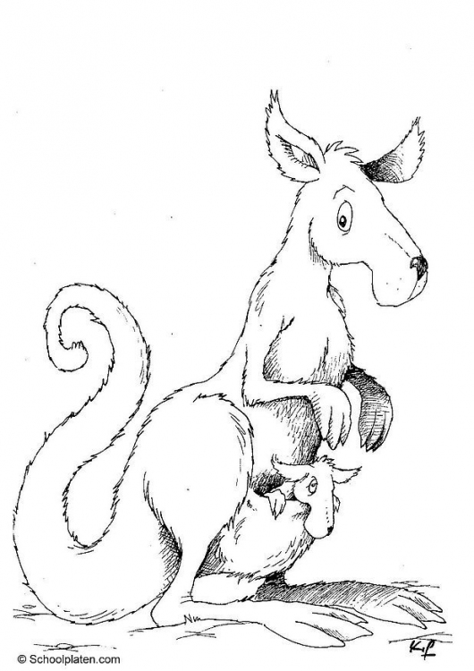 Malvorlage: Känguru (Tiere) #9147 - Kostenlose Malvorlagen zum Ausdrucken