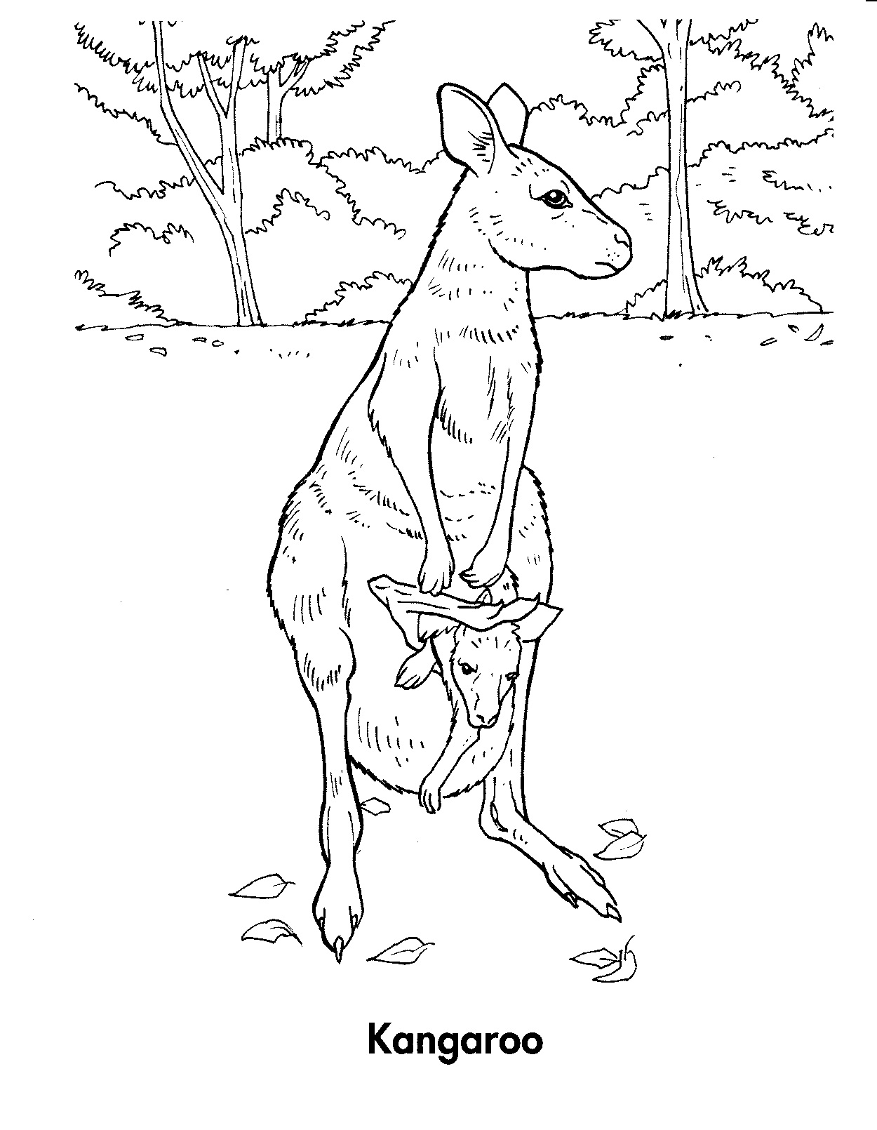 Malvorlage: Känguru (Tiere) #9164 - Kostenlose Malvorlagen zum Ausdrucken