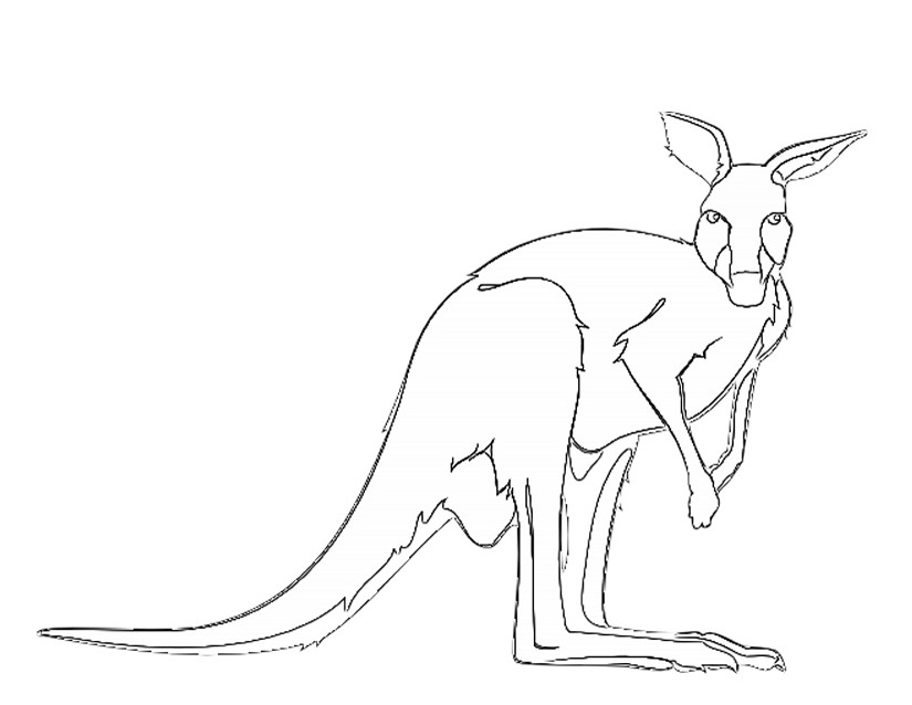 Malvorlage: Känguru (Tiere) #9171 - Kostenlose Malvorlagen zum Ausdrucken