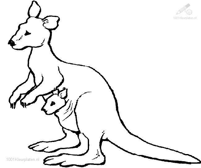 Malvorlage: Känguru (Tiere) #9172 - Kostenlose Malvorlagen zum Ausdrucken