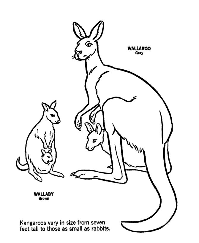Malvorlage: Känguru (Tiere) #9182 - Kostenlose Malvorlagen zum Ausdrucken