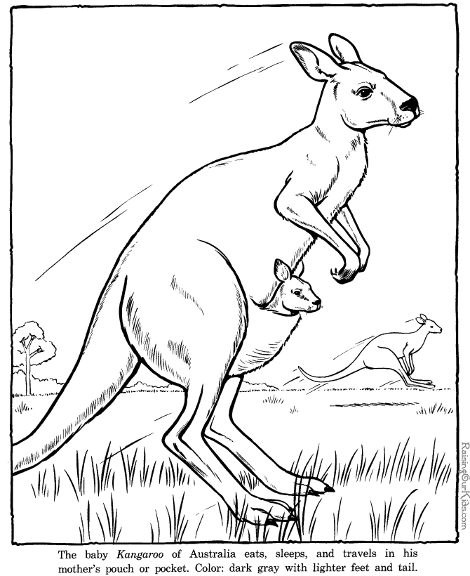 Malvorlage: Känguru (Tiere) #9183 - Kostenlose Malvorlagen zum Ausdrucken