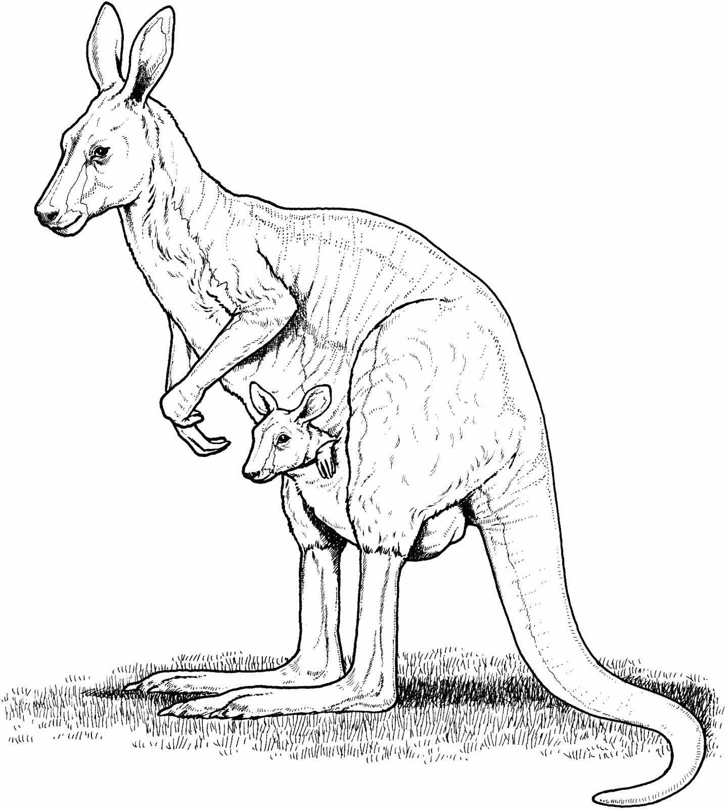 Malvorlage: Känguru (Tiere) #9209 - Kostenlose Malvorlagen zum Ausdrucken