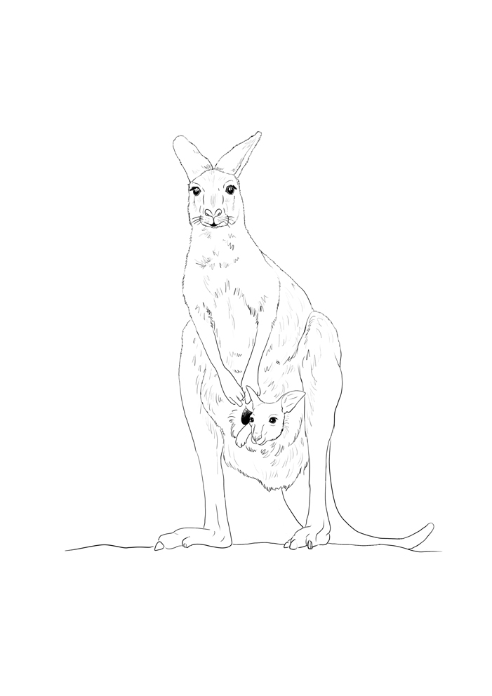 Malvorlage: Känguru (Tiere) #9228 - Kostenlose Malvorlagen zum Ausdrucken