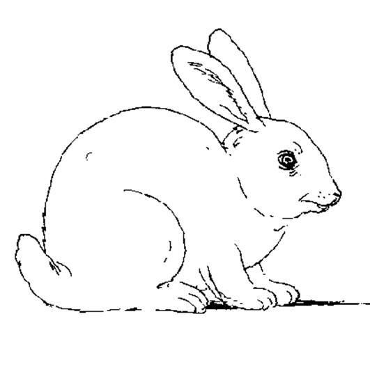 Malvorlage: Kaninchen (Tiere) #9510 - Kostenlose Malvorlagen zum Ausdrucken