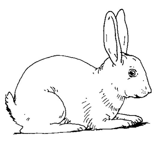 Malvorlage: Kaninchen (Tiere) #9530 - Kostenlose Malvorlagen zum Ausdrucken