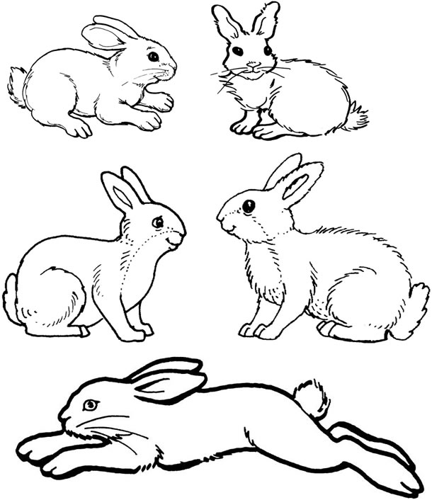 Malvorlage: Kaninchen (Tiere) #9562 - Kostenlose Malvorlagen zum Ausdrucken