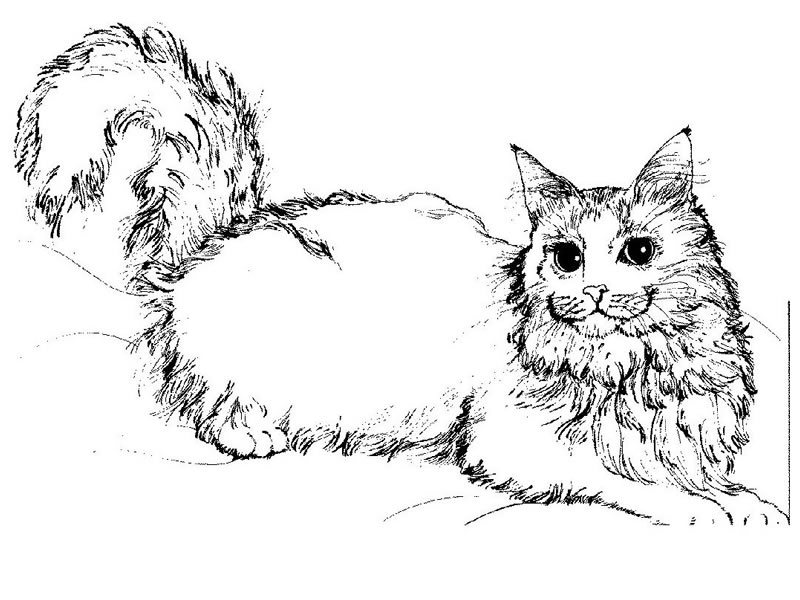 Malvorlage: Katze (Tiere) #1773 - Kostenlose Malvorlagen zum Ausdrucken
