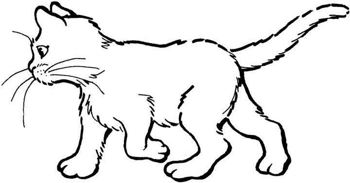 Malvorlage: Katze (Tiere) #1822 - Kostenlose Malvorlagen zum Ausdrucken