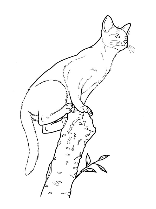 Malvorlage: Katze (Tiere) #1885 - Kostenlose Malvorlagen zum Ausdrucken