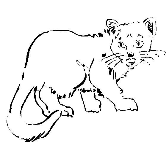 Malvorlage: Katze (Tiere) #1902 - Kostenlose Malvorlagen zum Ausdrucken