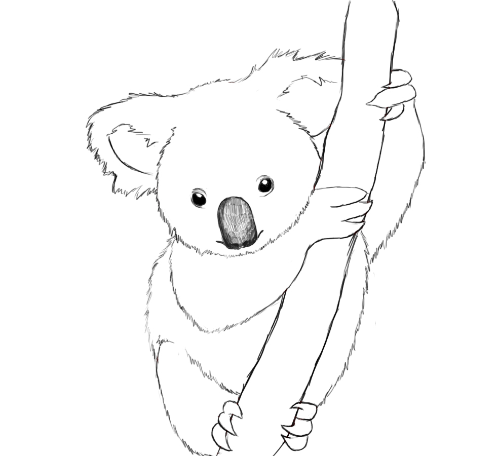 Malvorlage: Koala (Tiere) #9305 - Kostenlose Malvorlagen zum Ausdrucken