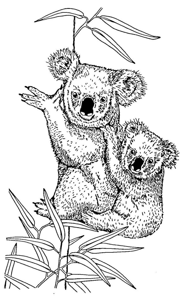 Malvorlage: Koala (Tiere) #9327 - Kostenlose Malvorlagen zum Ausdrucken