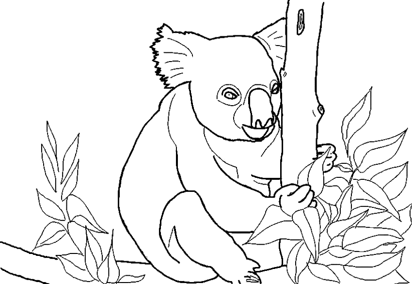 Malvorlage: Koala (Tiere) #9383 - Kostenlose Malvorlagen zum Ausdrucken