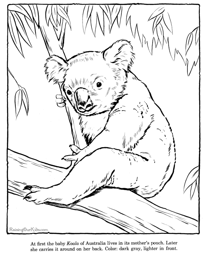 Malvorlage: Koala (Tiere) #9388 - Kostenlose Malvorlagen zum Ausdrucken