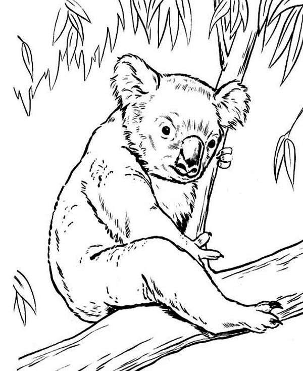 Malvorlage: Koala (Tiere) #9405 - Kostenlose Malvorlagen zum Ausdrucken