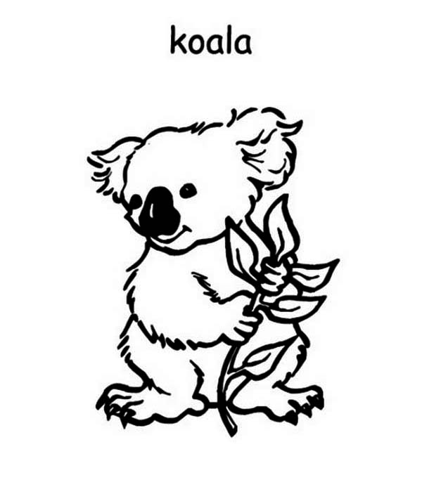 Malvorlage: Koala (Tiere) #9420 - Kostenlose Malvorlagen zum Ausdrucken