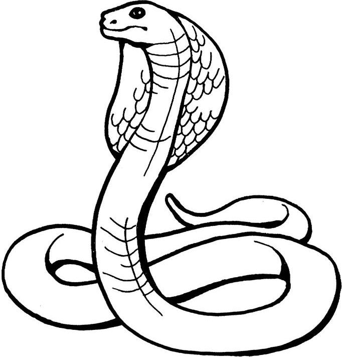 Malvorlage: Kobra (Tiere) #3223 - Kostenlose Malvorlagen zum Ausdrucken