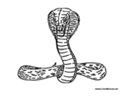 Malvorlage: Kobra (Tiere) #3225 - Kostenlose Malvorlagen zum Ausdrucken