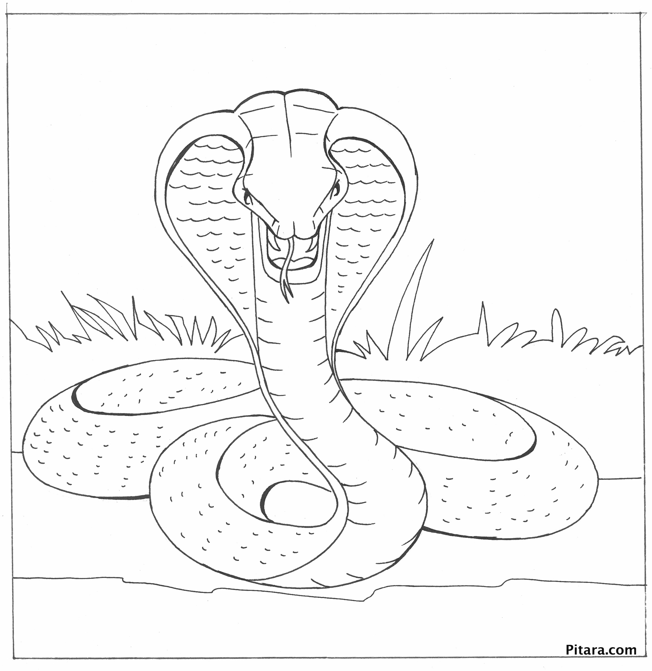 Malvorlage: Kobra (Tiere) #3247 - Kostenlose Malvorlagen zum Ausdrucken