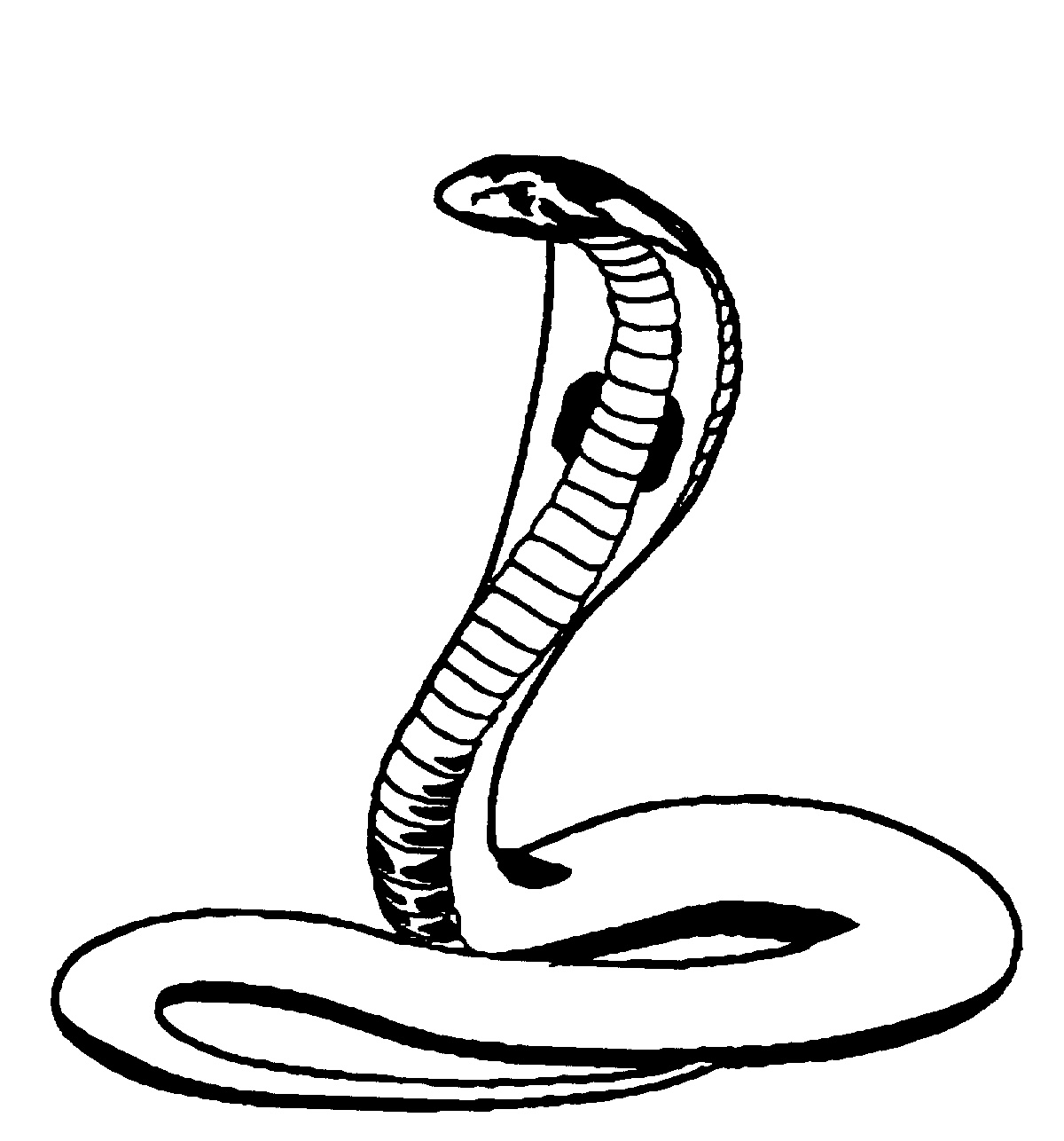 Malvorlage: Kobra (Tiere) #3296 - Kostenlose Malvorlagen zum Ausdrucken