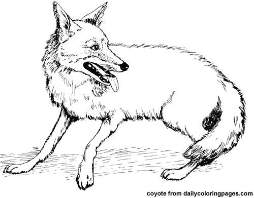 Malvorlage: Kojote (Tiere) #4526 - Kostenlose Malvorlagen zum Ausdrucken