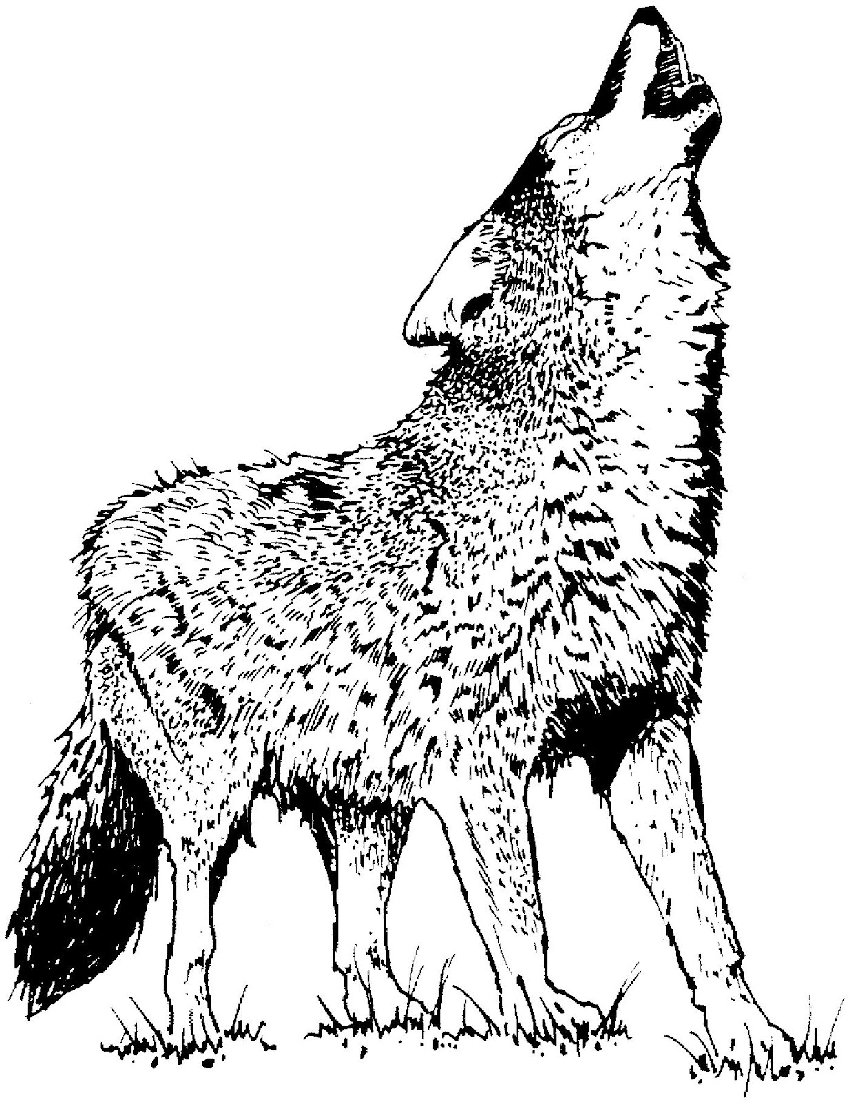 Malvorlage: Kojote (Tiere) #4542 - Kostenlose Malvorlagen zum Ausdrucken
