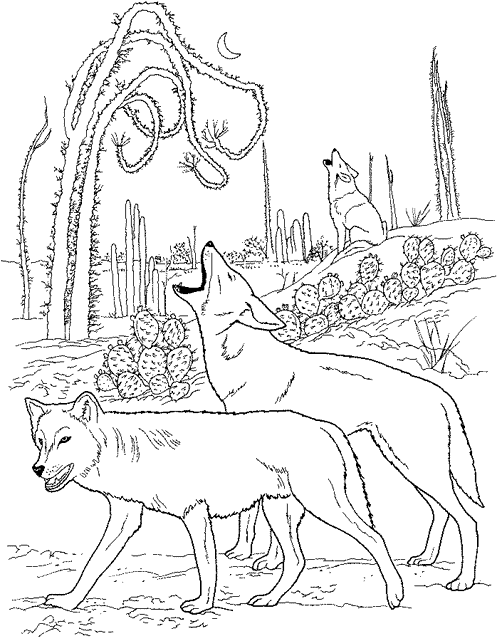 Malvorlage: Kojote (Tiere) #4550 - Kostenlose Malvorlagen zum Ausdrucken