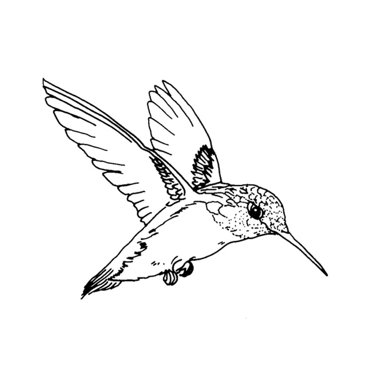 Malvorlage: Kolibri (Tiere) #3783 - Kostenlose Malvorlagen zum Ausdrucken