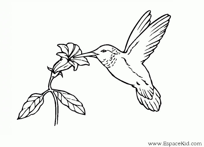 Malvorlage: Kolibri (Tiere) #3793 - Kostenlose Malvorlagen zum Ausdrucken