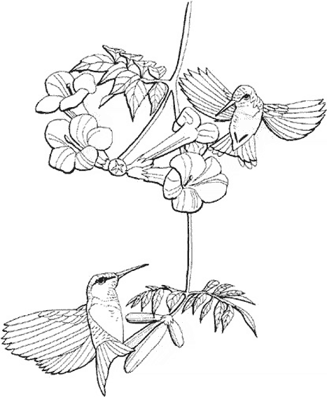 Malvorlage: Kolibri (Tiere) #3814 - Kostenlose Malvorlagen zum Ausdrucken