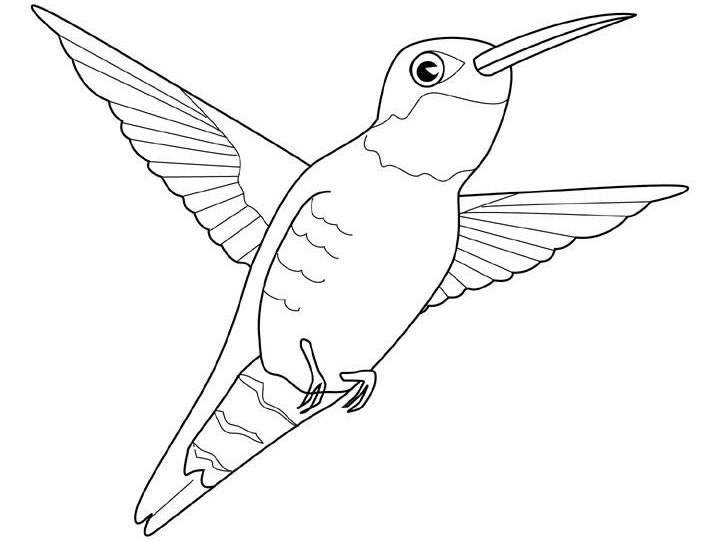 Malvorlage: Kolibri (Tiere) #3819 - Kostenlose Malvorlagen zum Ausdrucken