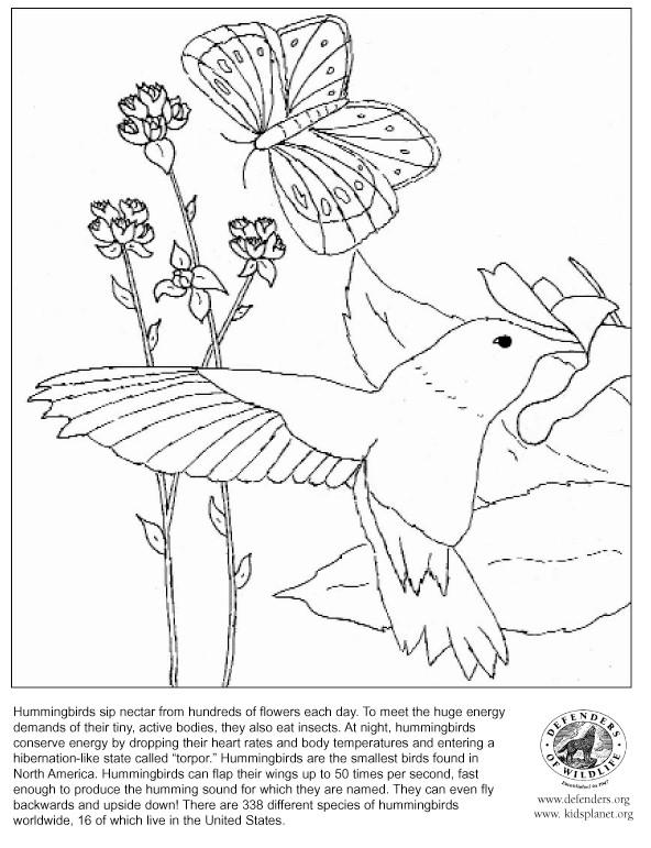 Malvorlage: Kolibri (Tiere) #3827 - Kostenlose Malvorlagen zum Ausdrucken