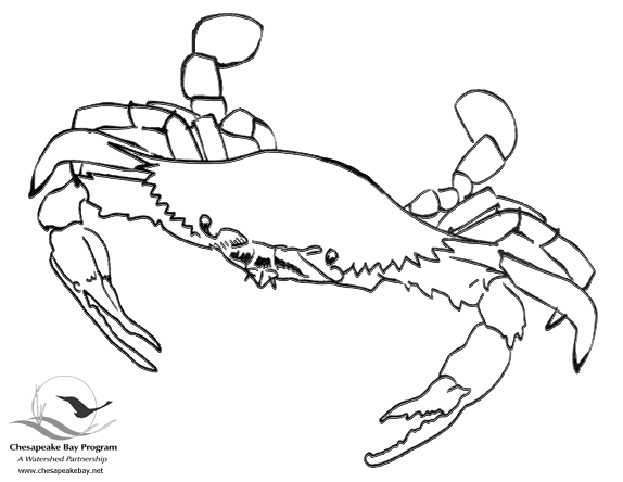 Malvorlage: Krabbe (Tiere) #4592 - Kostenlose Malvorlagen zum Ausdrucken