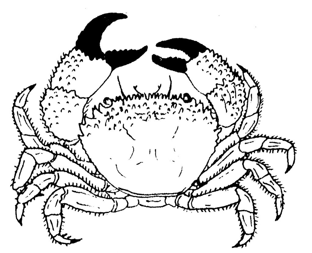 Malvorlage: Krabbe (Tiere) #4601 - Kostenlose Malvorlagen zum Ausdrucken