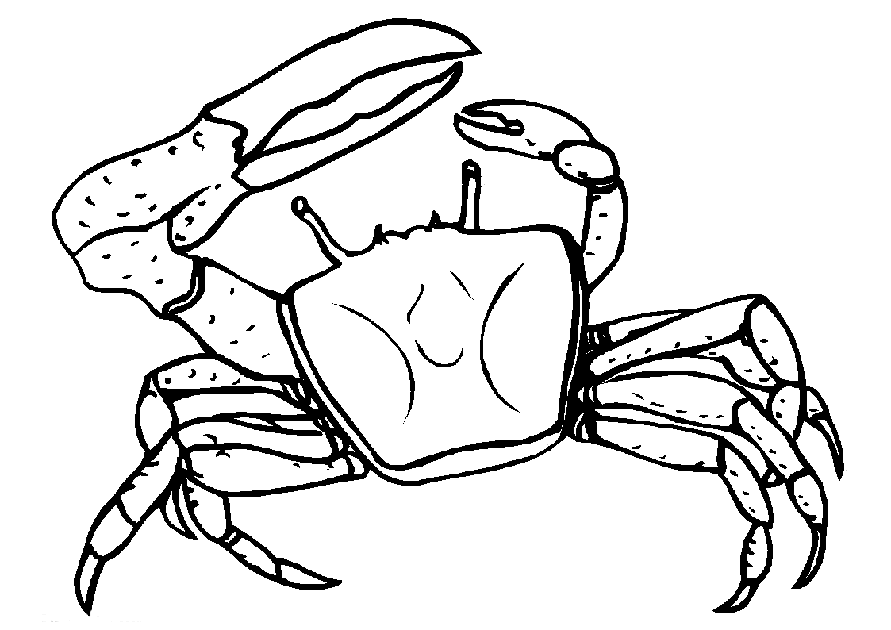 Malvorlage: Krabbe (Tiere) #4613 - Kostenlose Malvorlagen zum Ausdrucken